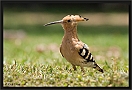 hop _MG_0345